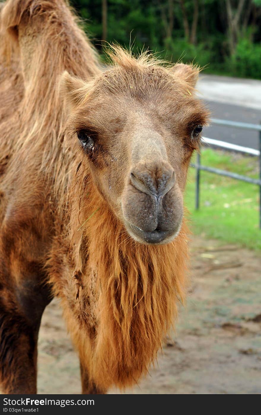 The Bactrian camel is a large even-toed ungulate native to the steppes of central Asia.