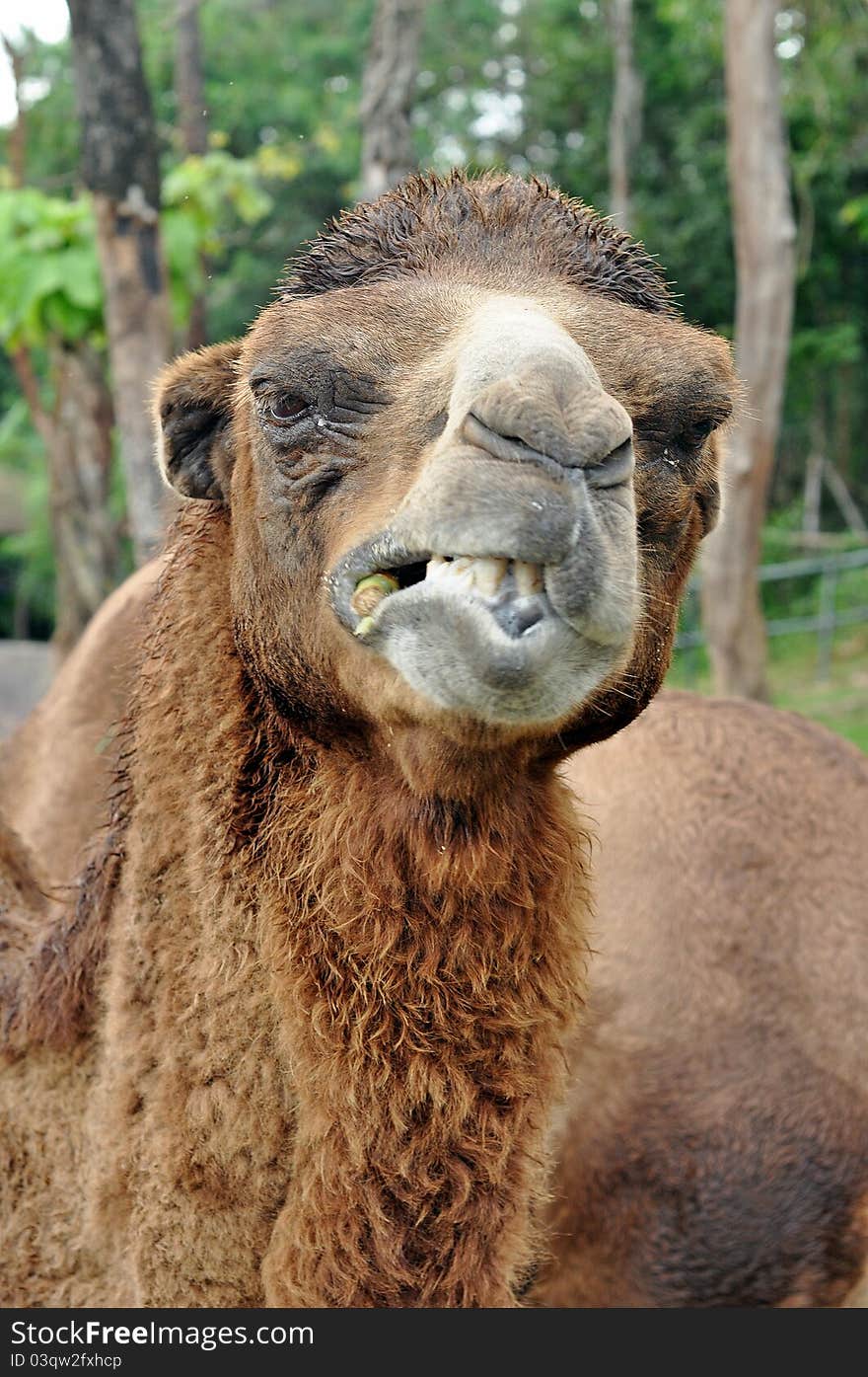 The Bactrian camel is a large even-toed ungulate native to the steppes of central Asia.