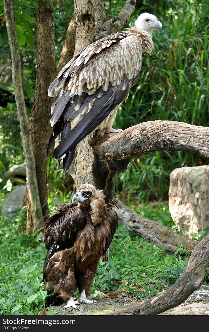 Himalayan Griffon Vulture and Cinereous Vulture