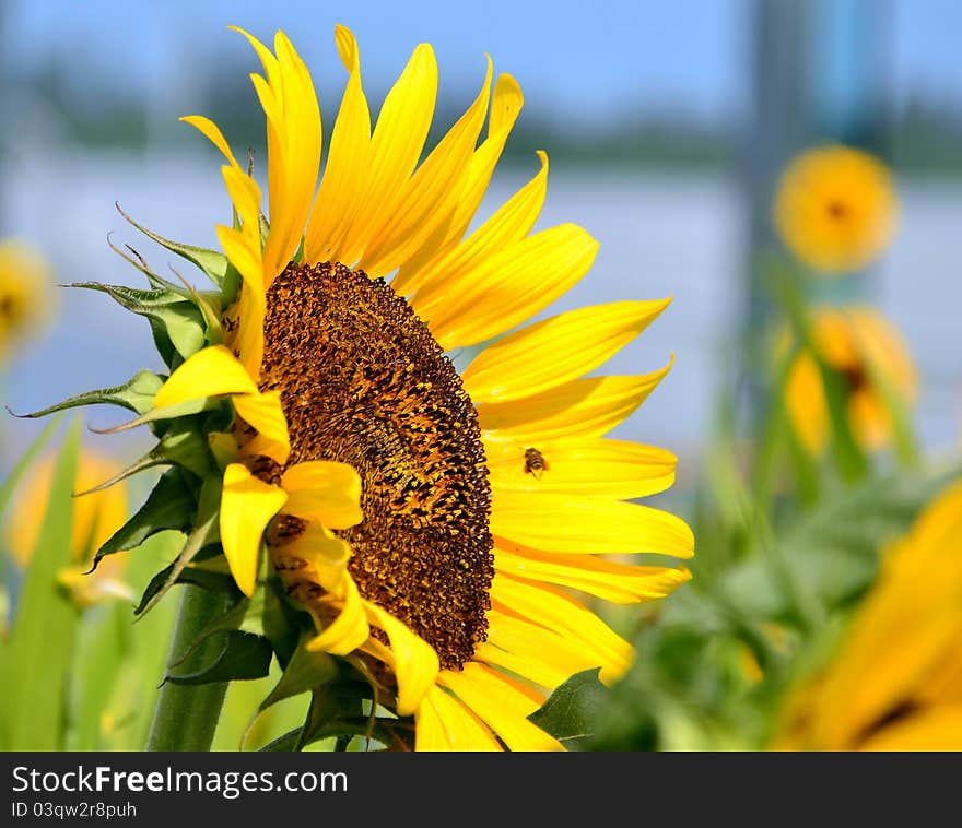 Sunflower at the Changi Airport