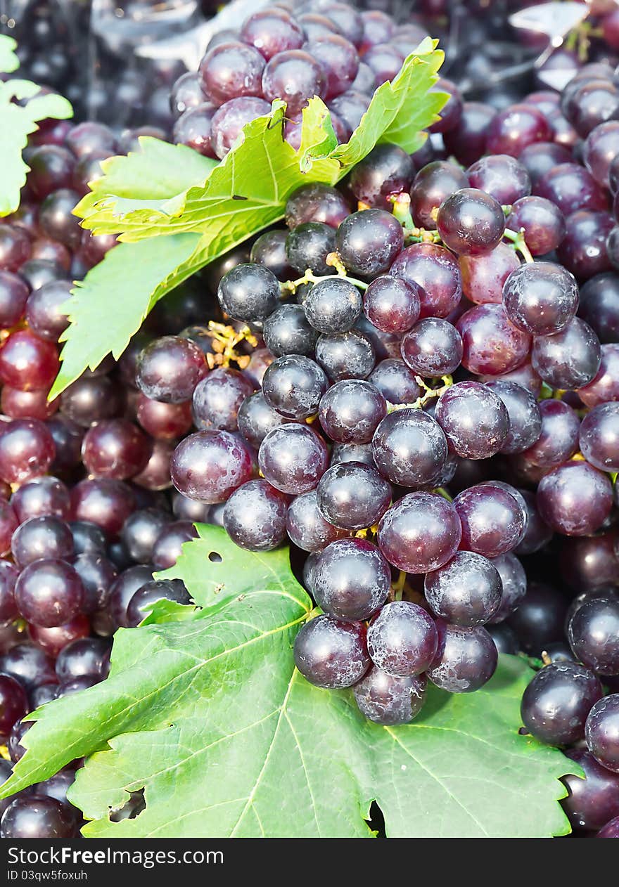 Fresh grape cluster with green leaf