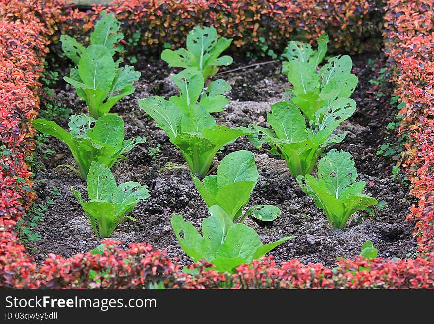 Cantonese Chinese vegetables