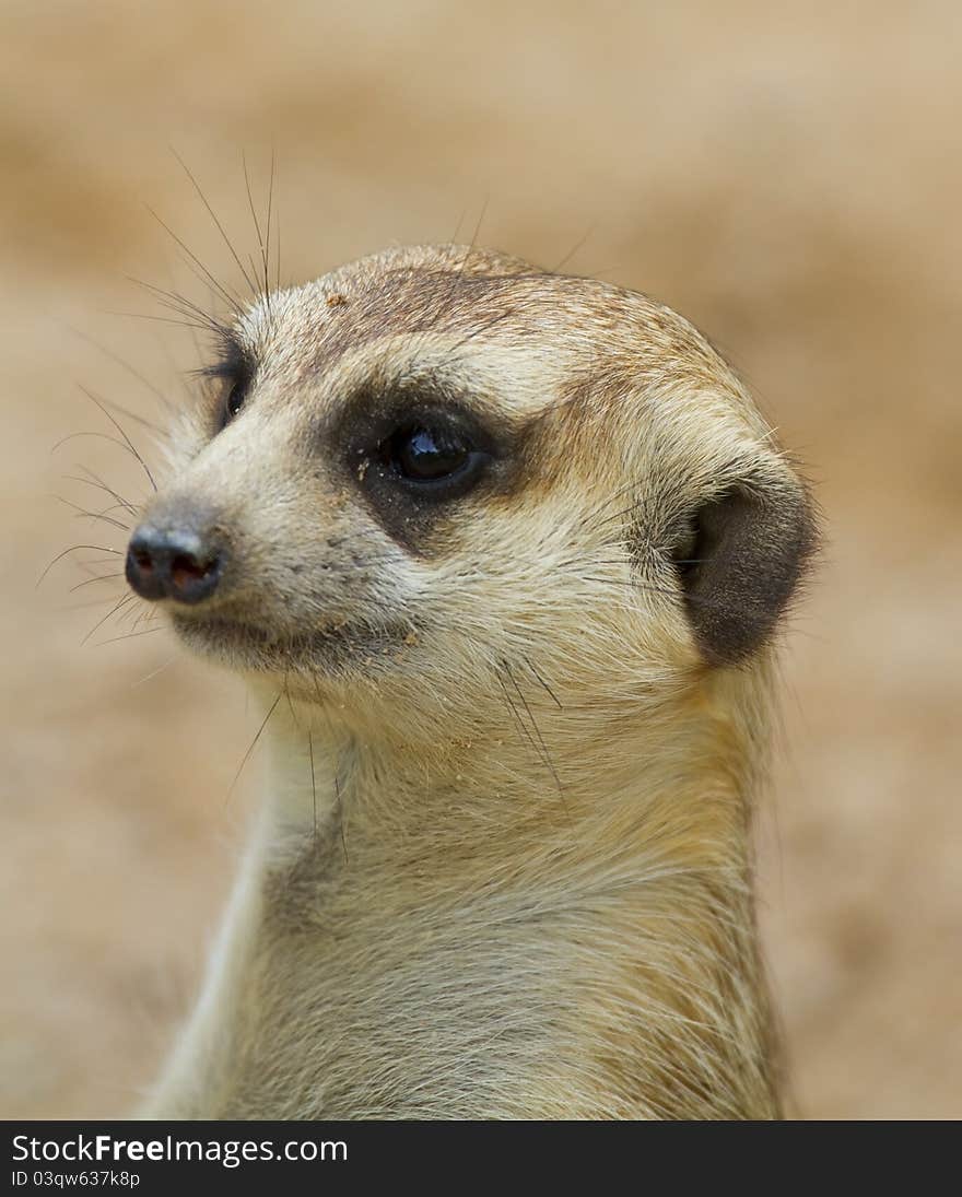 Meerkat wildlife stand with legs back