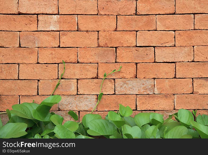 Brick wall with climbing plants