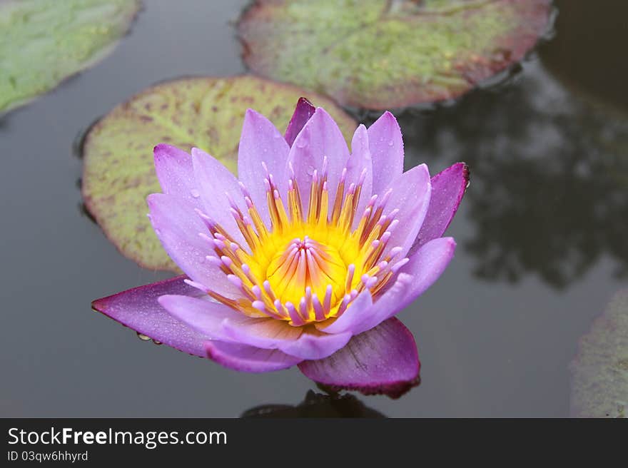 PInk Lotus on the River