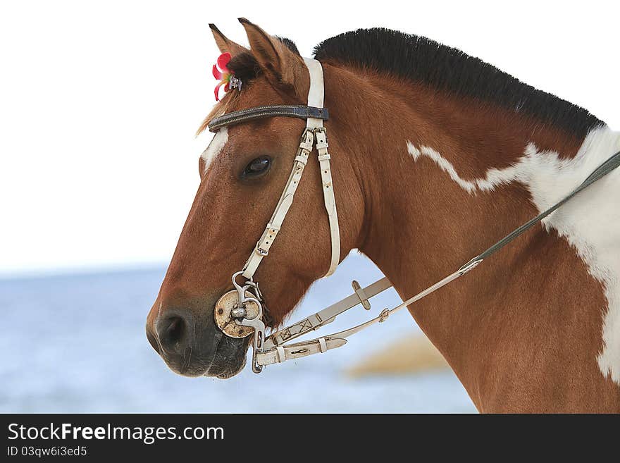 Horse on the beach