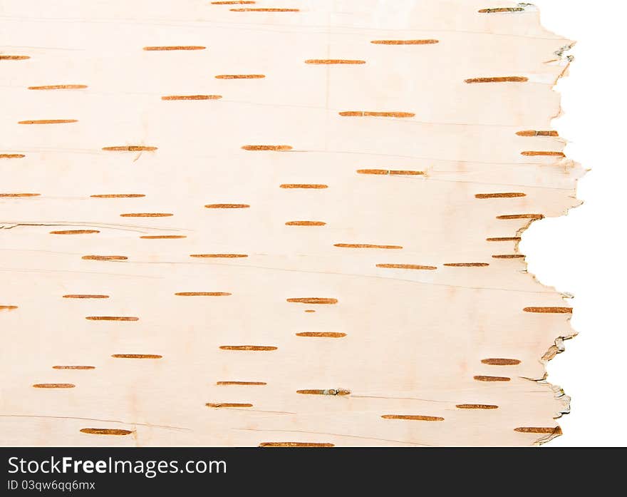 The cleared and broken off bark from a birch (on a white background on the right). The cleared and broken off bark from a birch (on a white background on the right)