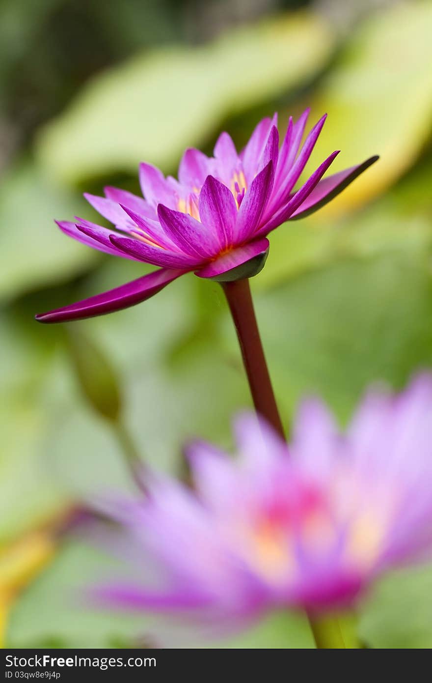 A beautiful lotus plants,Lotus