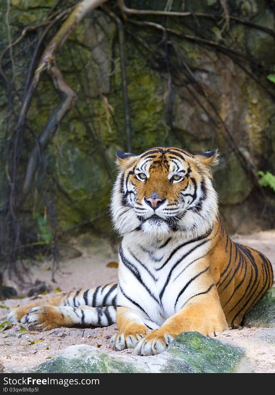 Tiger hunters of wild animals is alarming.