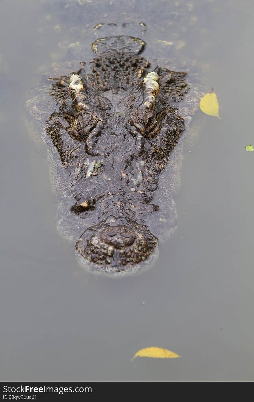 Freshwater crocodiles in the zoo.