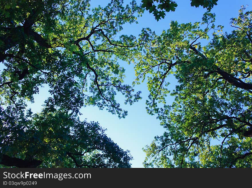 Crones of trees with bright spring foliage. Crones of trees with bright spring foliage