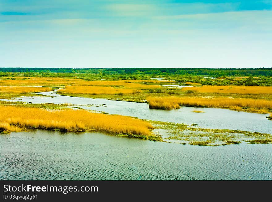 River and gold meadow