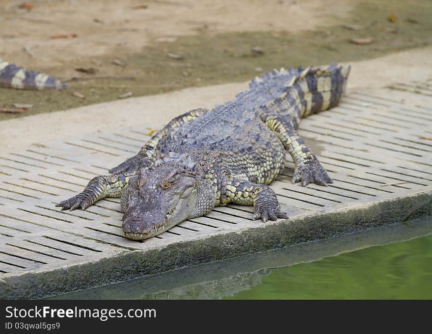 Freshwater crocodiles in the zoo.