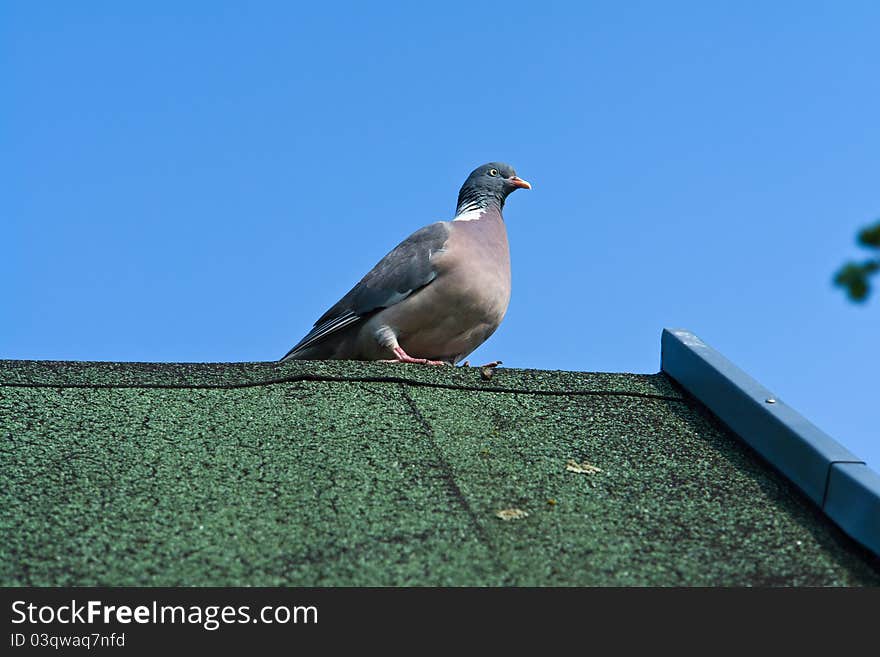 Close view of a city pigeon standing on a roof of building. Close view of a city pigeon standing on a roof of building