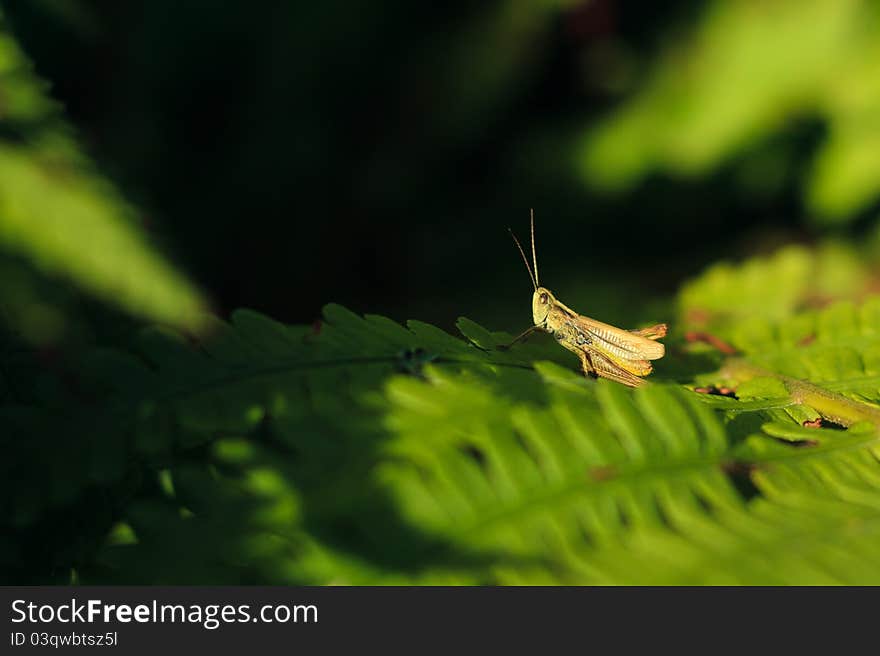 Grasshopper