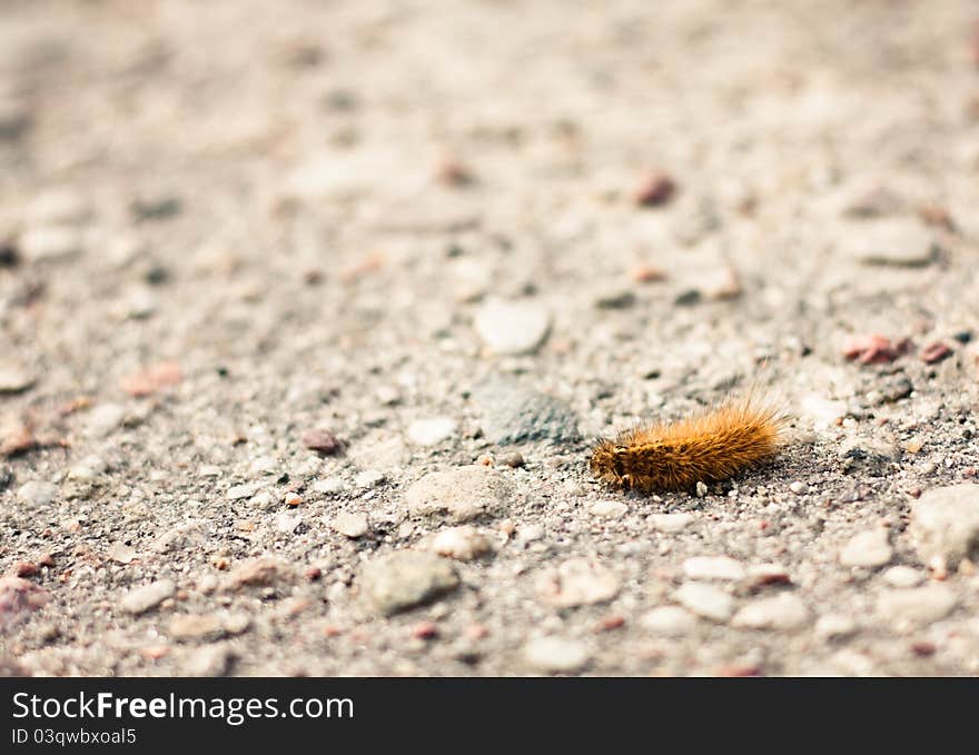 Closeup of a caterpillar on the ground