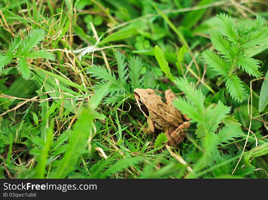 Frog in grass