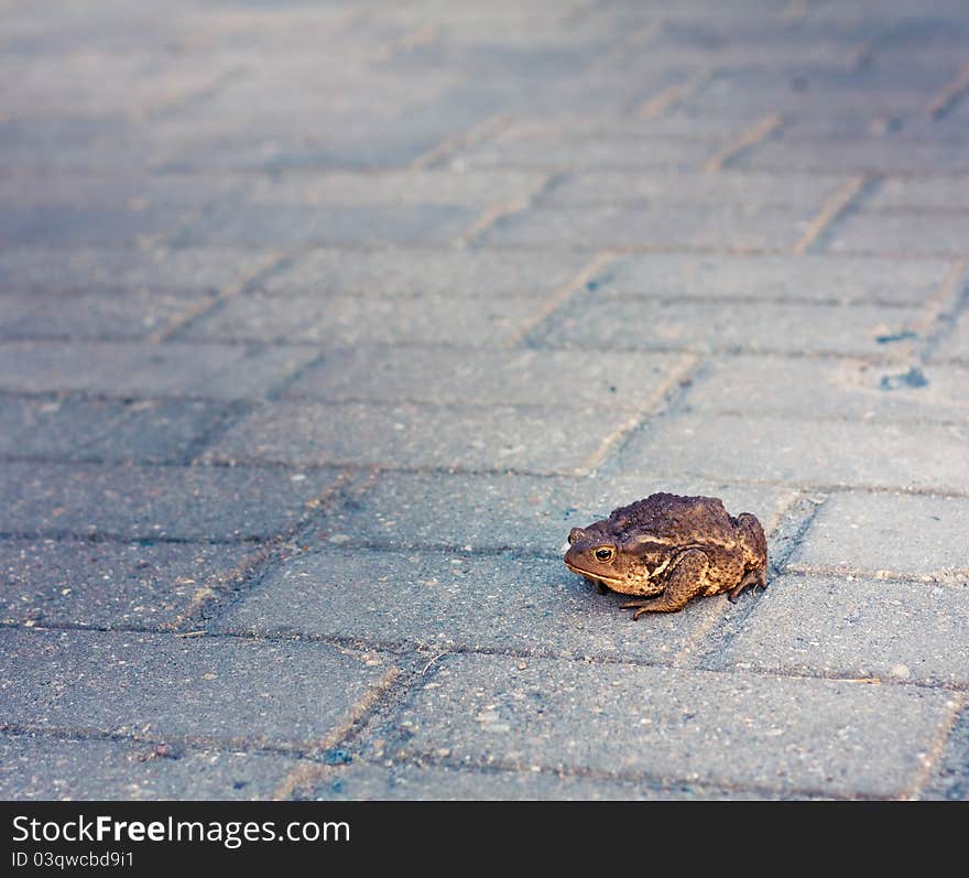 Toad on grey tiled floor.