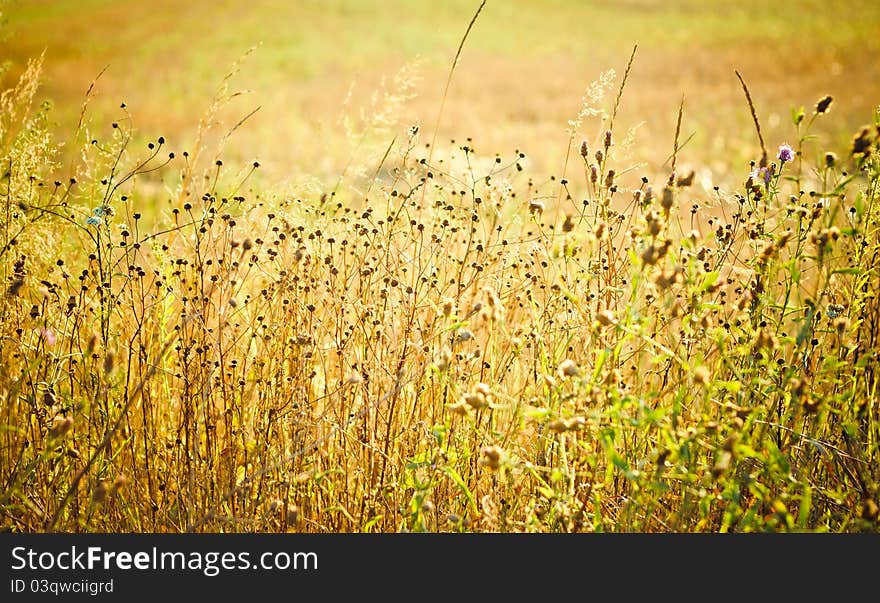 Field of grass on summer day. Field of grass on summer day.