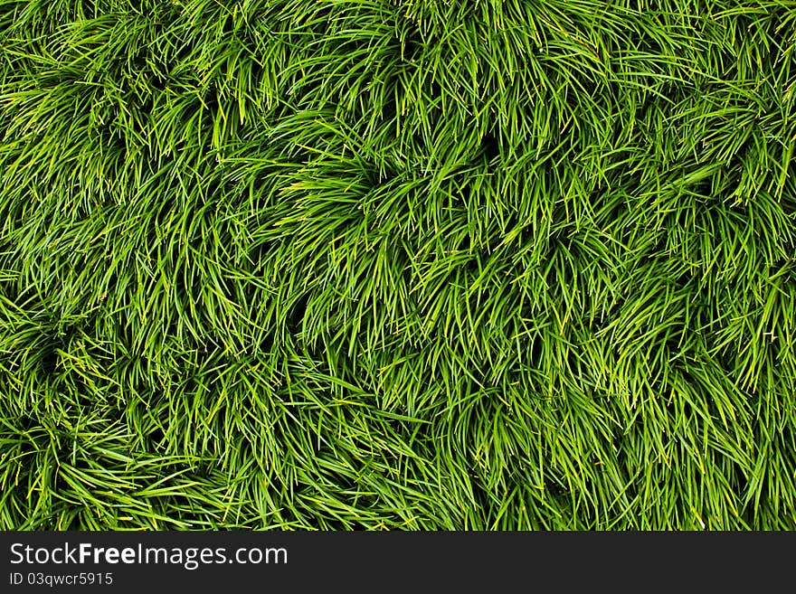 Closeup shot green freshness grass for backgroud or web decoration or etc. Closeup shot green freshness grass for backgroud or web decoration or etc.