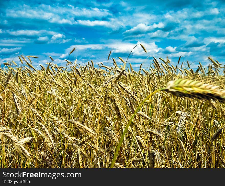 A wheat with shining golden ears in a sunny day