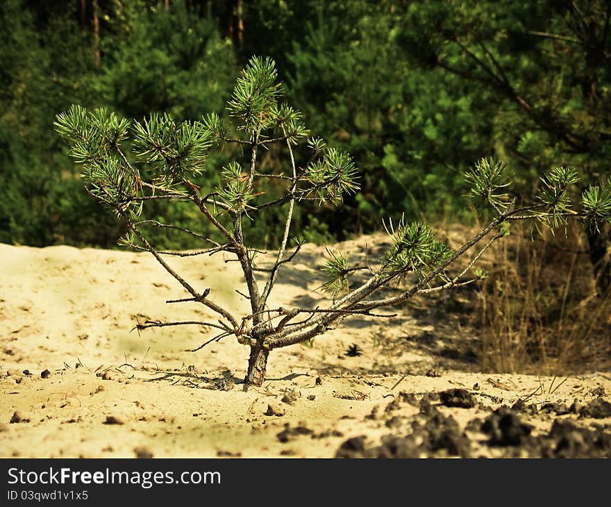 Small tree in the field