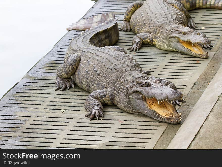 Freshwater crocodiles in the zoo.