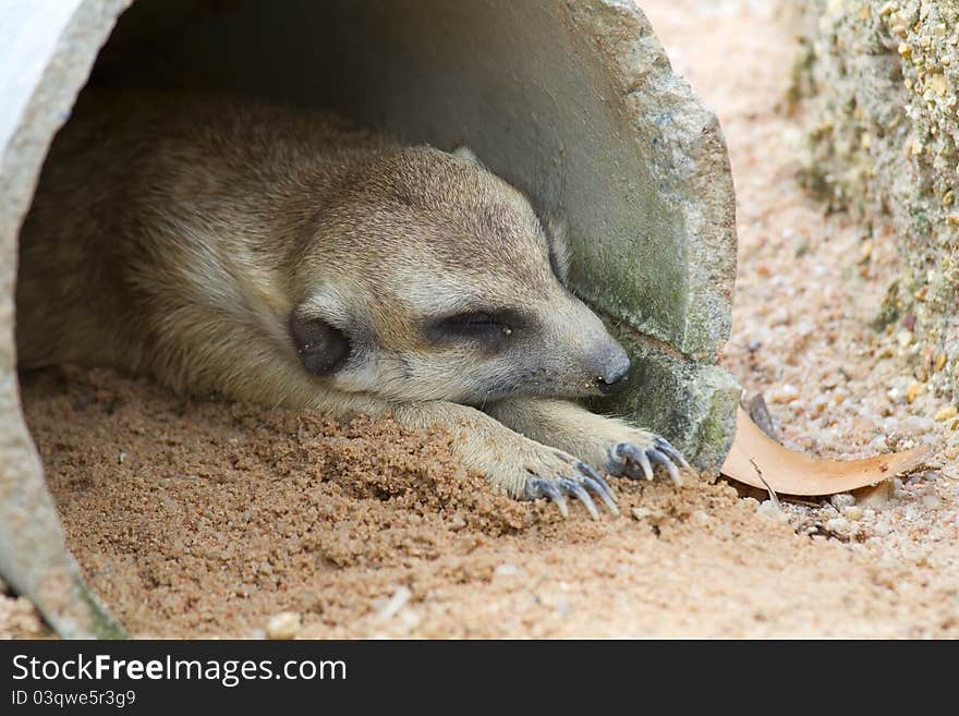 Meerkat wildlife stand with legs back