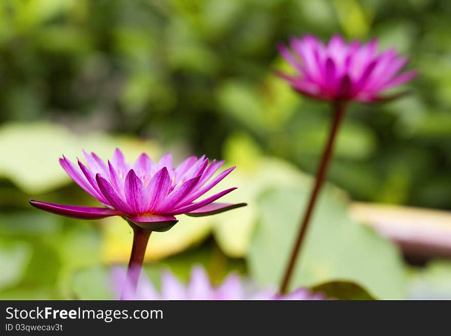 A beautiful lotus plants,Lotus