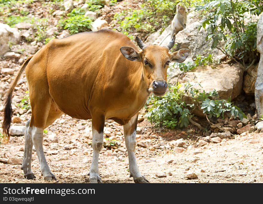 Banteng