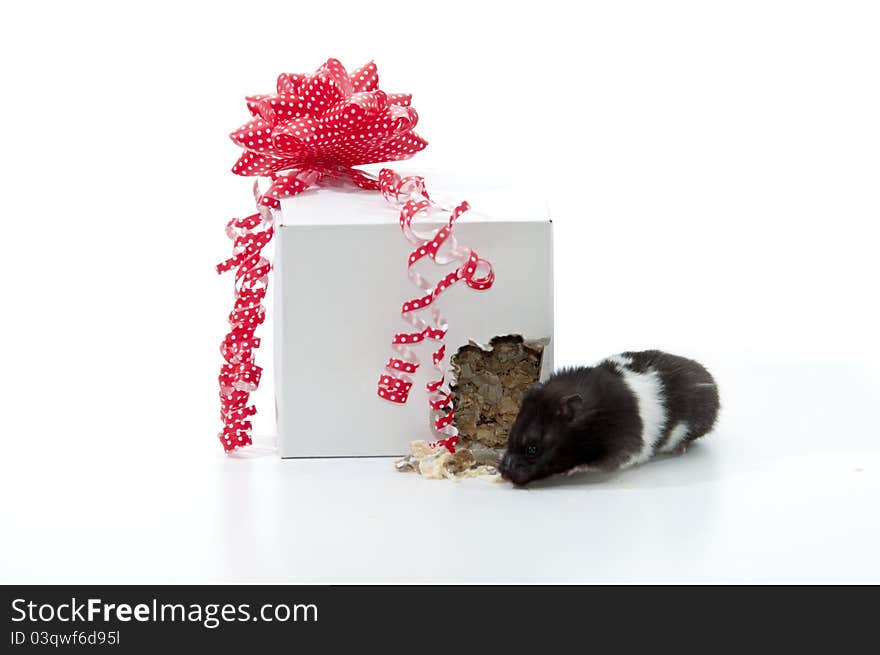 Hamster offered as a gift manages to escape. Open your gift quickly. Hamster offered as a gift manages to escape. Open your gift quickly.