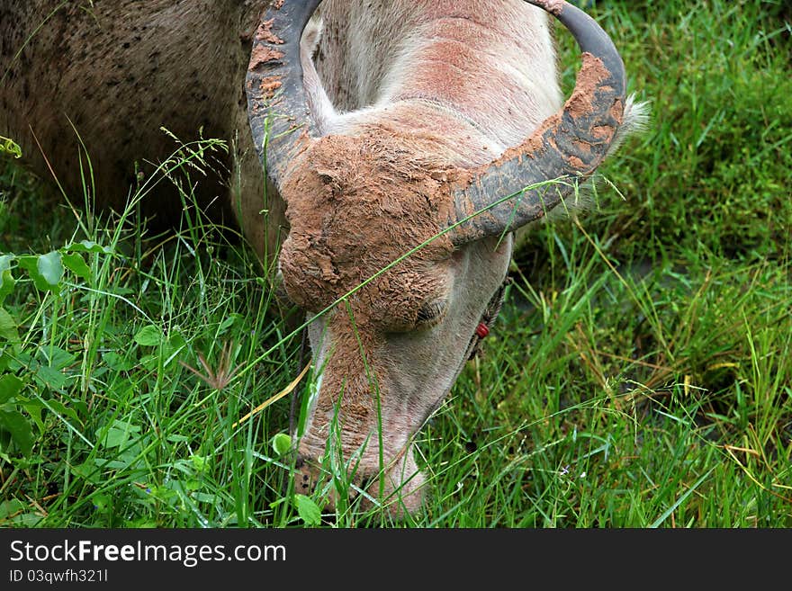 A buffalo is eating grasses in tropical field