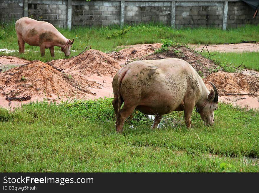 Two buffaloes are eating grasses in tropical field