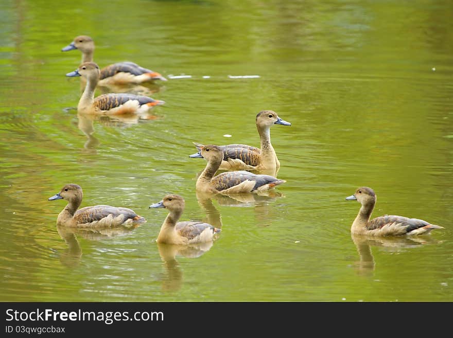 Spot-billed Duck,duck beauty