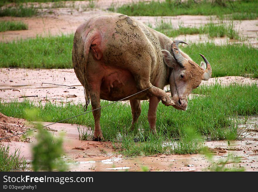 A buffalo is scratching nose in tropical field