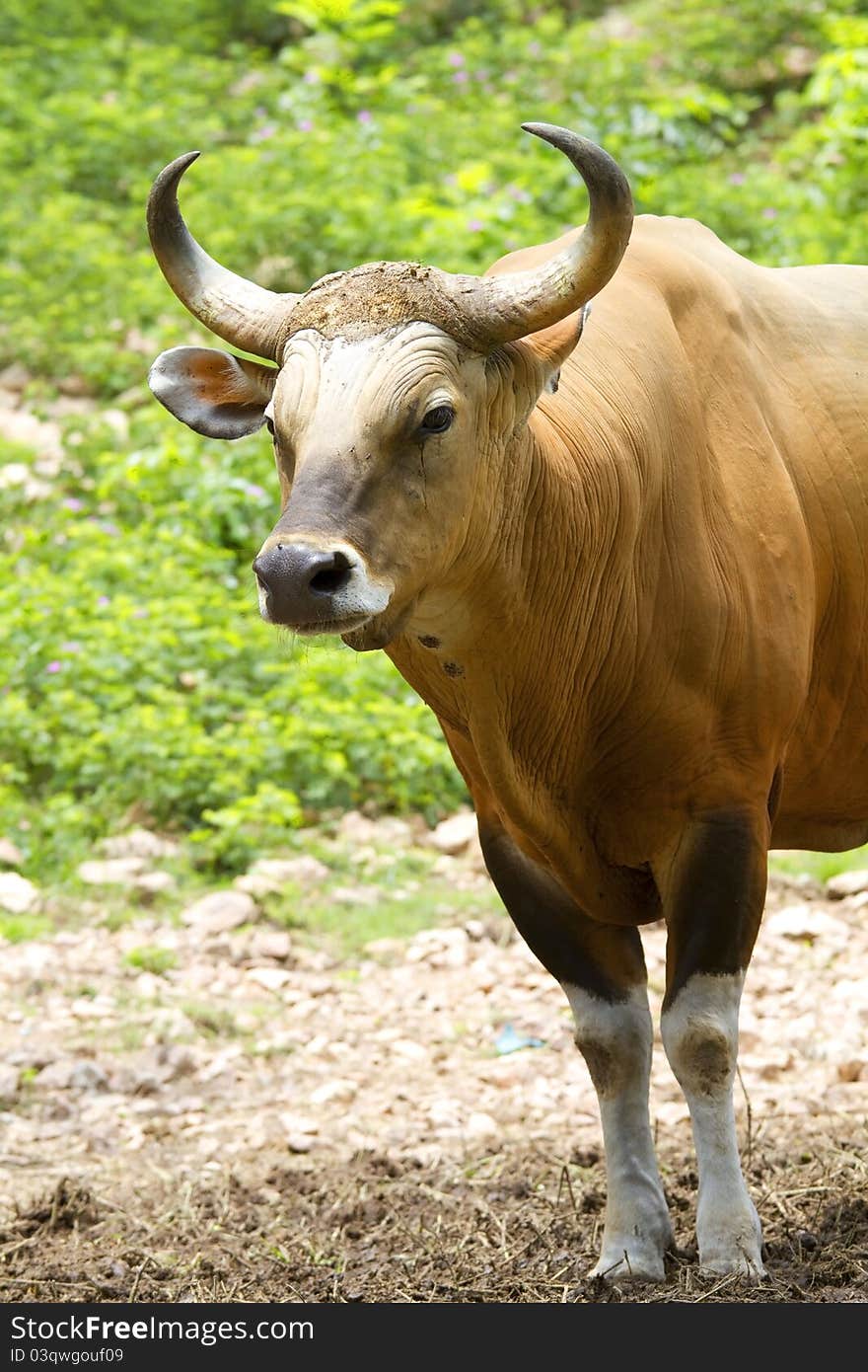 Banteng