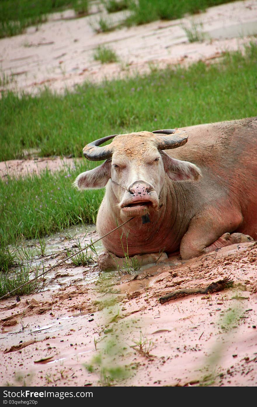 A buffalo is playing mud in tropical field