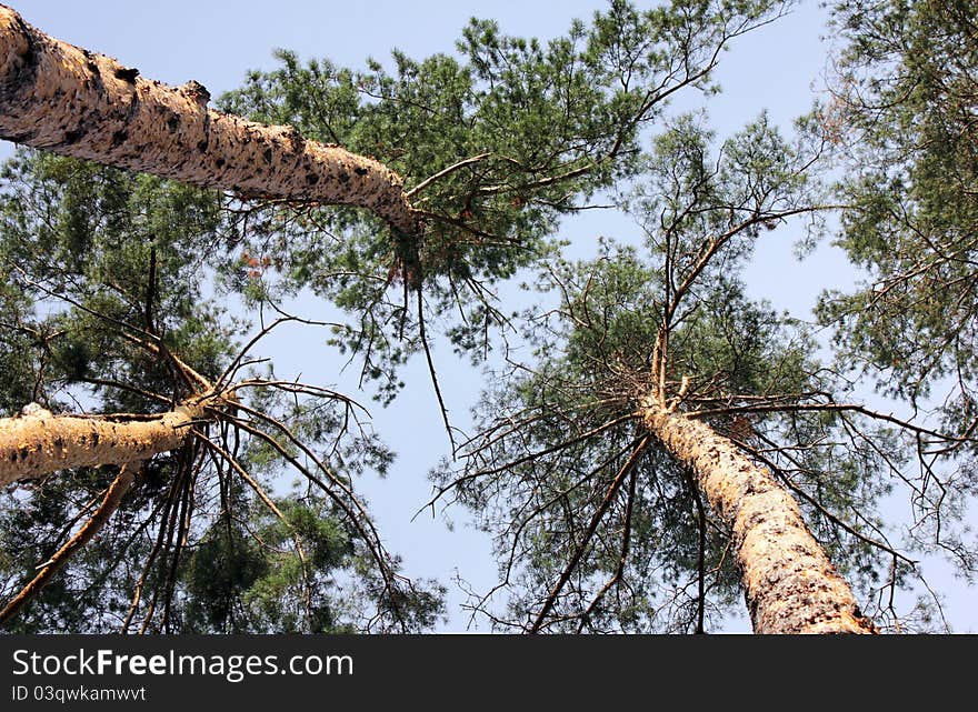 Looking up into the pine tree tops backed by a blue sky. Looking up into the pine tree tops backed by a blue sky.