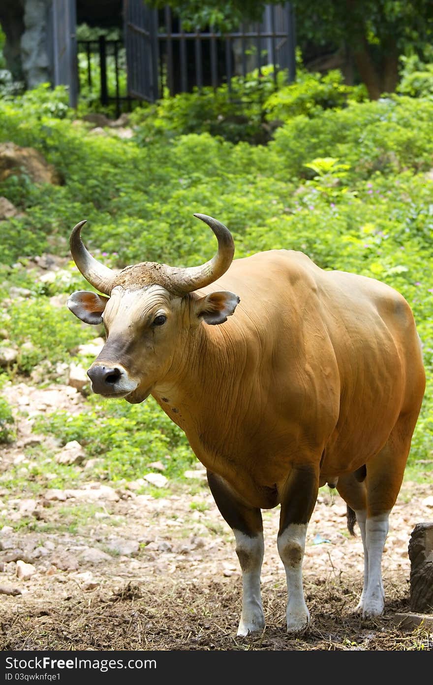 Banteng