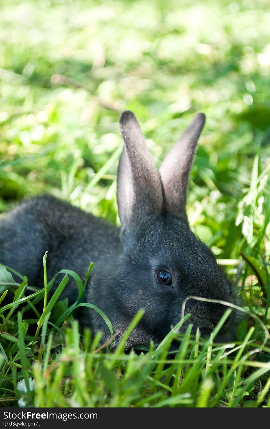 Little mammal rabbit