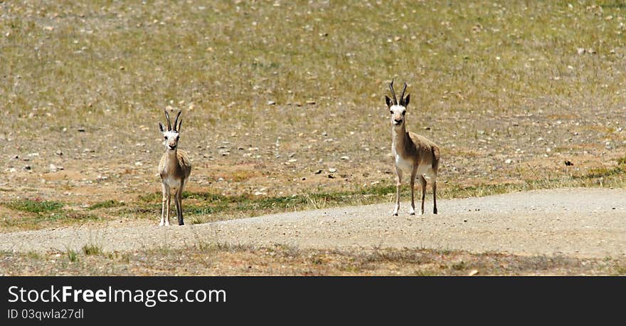 Tibetan Antelopes Male