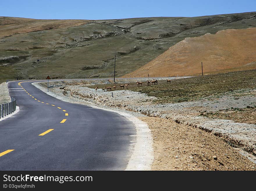 This is taken in ngari region tibet, it's built an asphalt road in gebi and mountains. there are also some tibetan antelops closed to the road. This is taken in ngari region tibet, it's built an asphalt road in gebi and mountains. there are also some tibetan antelops closed to the road