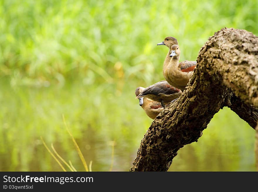 Spot-billed Duck,duck beauty