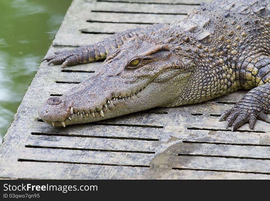 Freshwater crocodiles in the zoo.