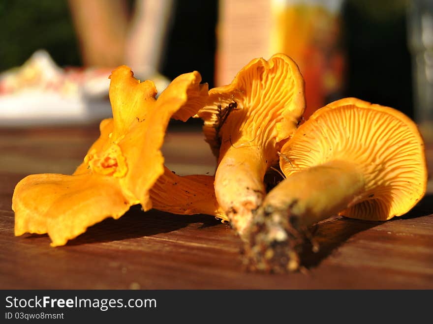 Chanterelle