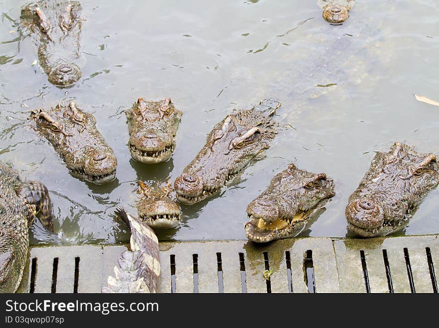 Freshwater crocodiles in the zoo.