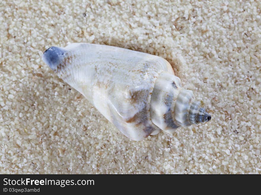 Conch on Sand