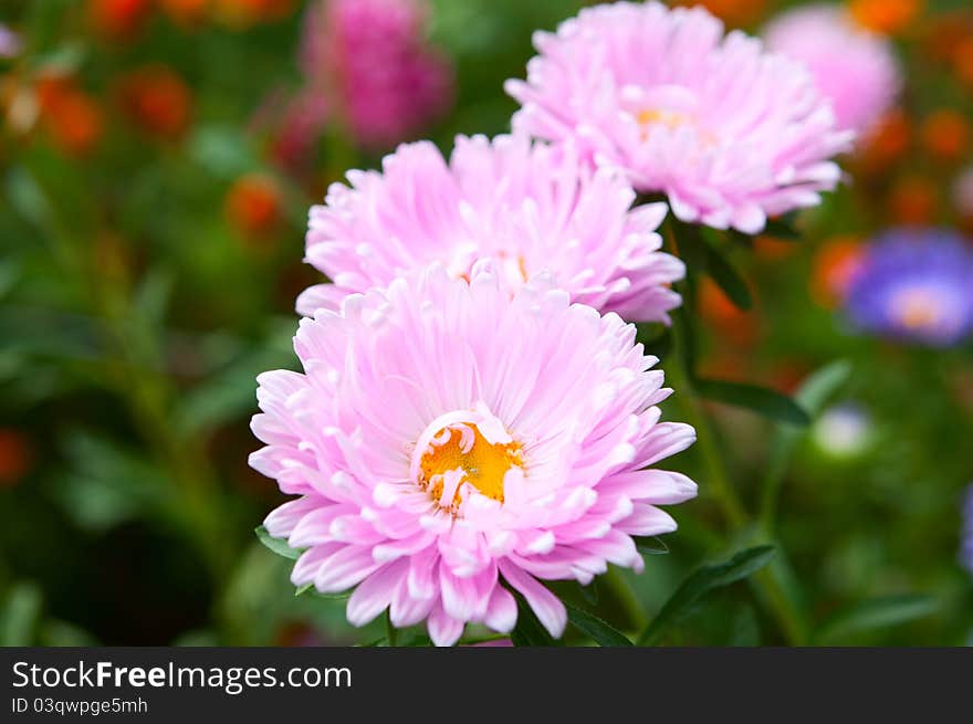 Aster growing in the flowerbed