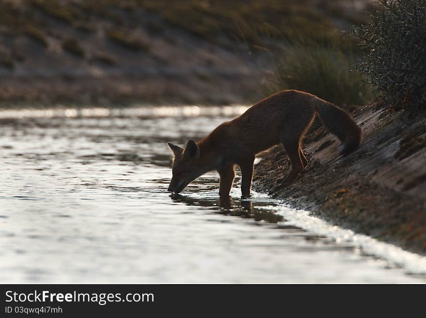 A red fox drinking water