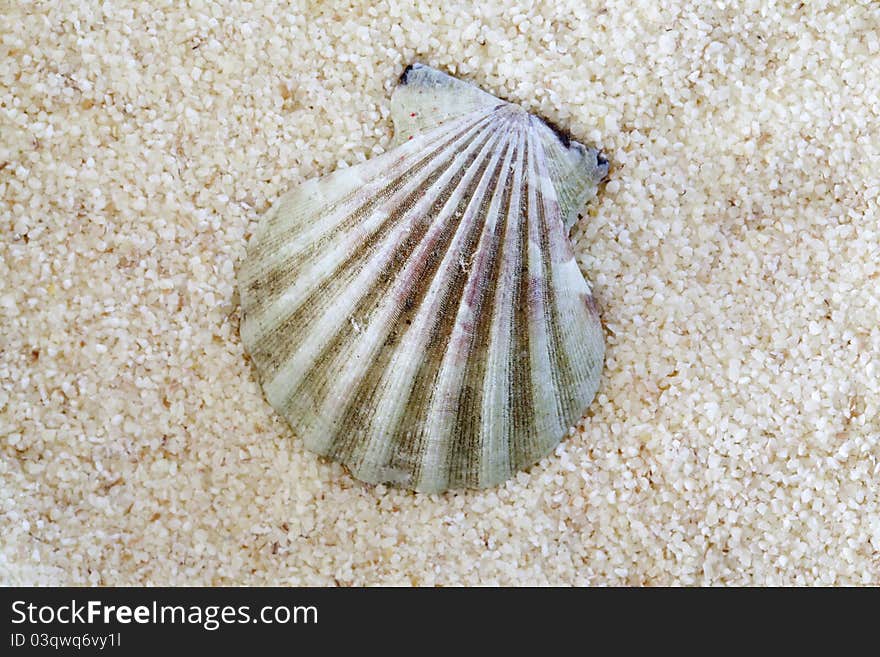 Clam on Sand